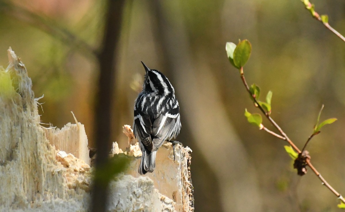 Black-and-white Warbler - Marcia Suchy