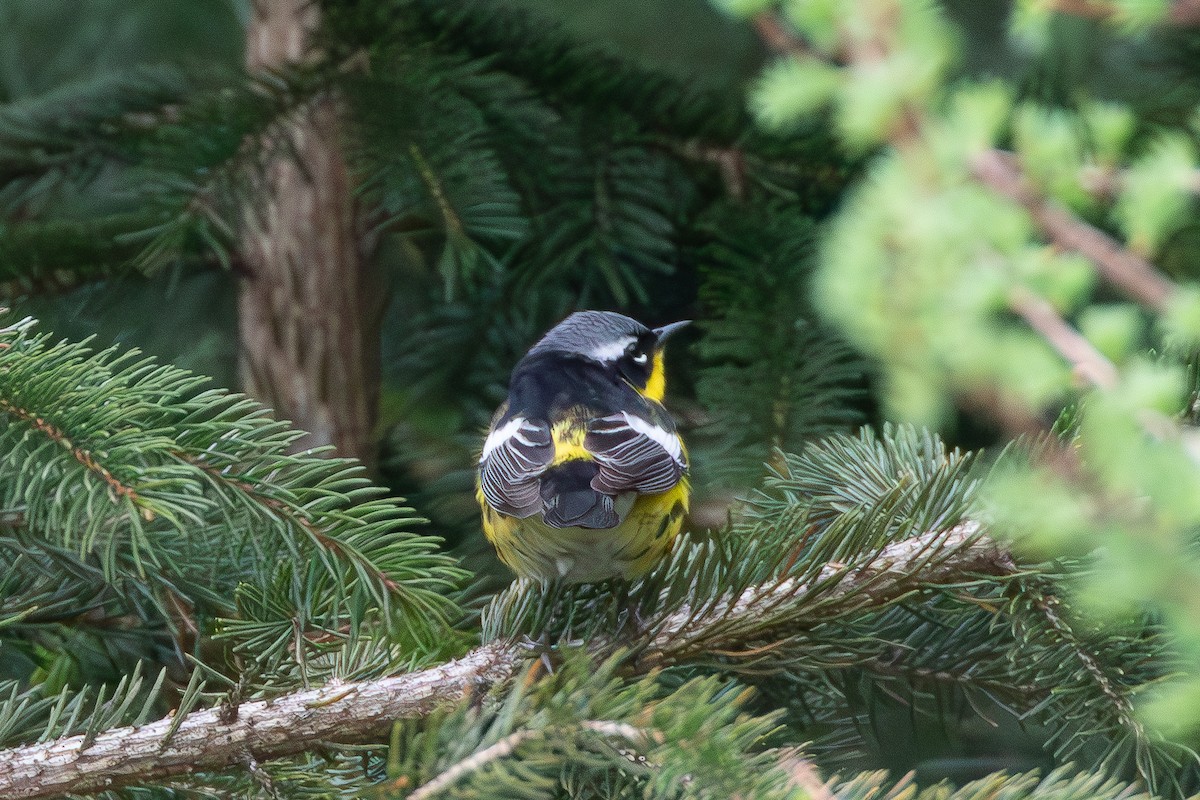 Magnolia Warbler - David Bergstrom