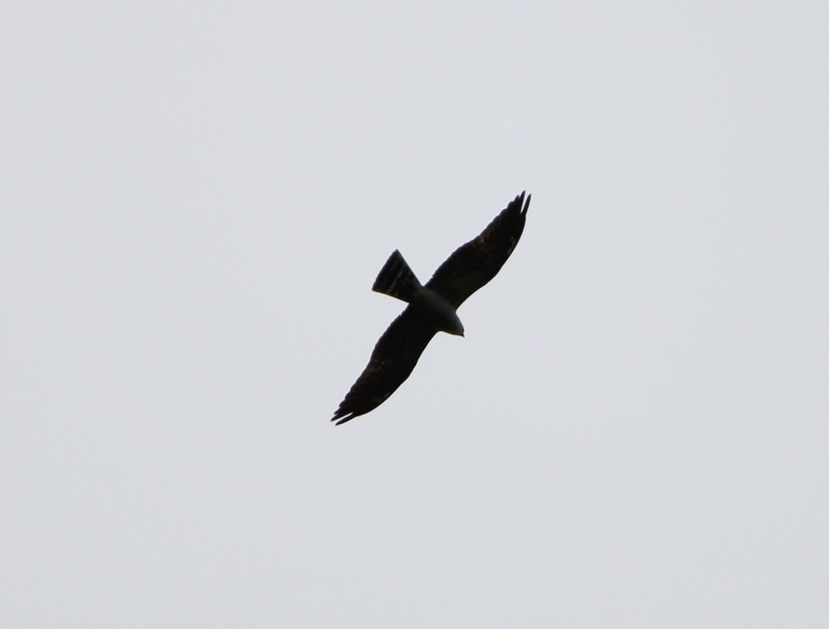 Mississippi Kite - ML619058677