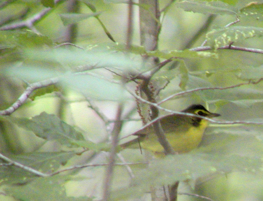 Kentucky Warbler - Rachel Holzman