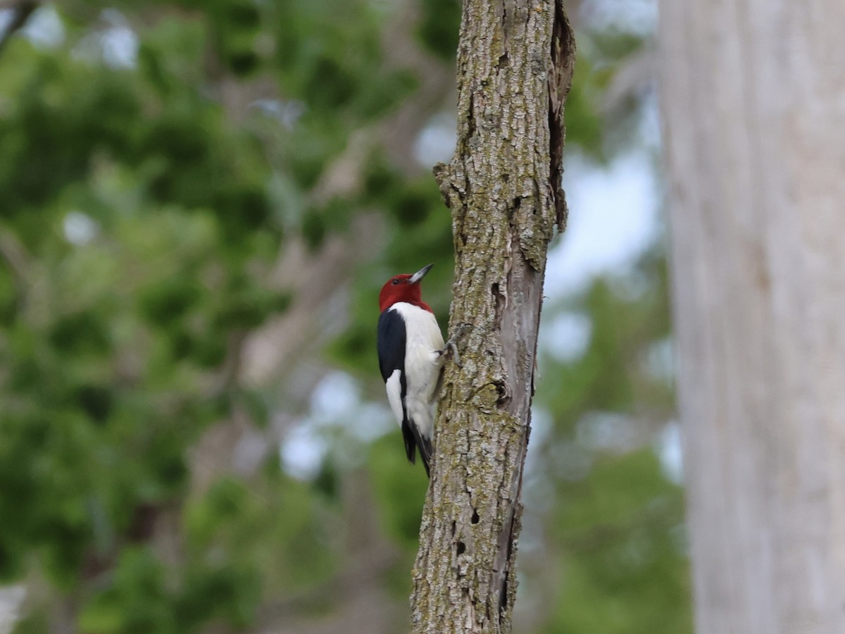 Red-headed Woodpecker - Joanne Morrissey