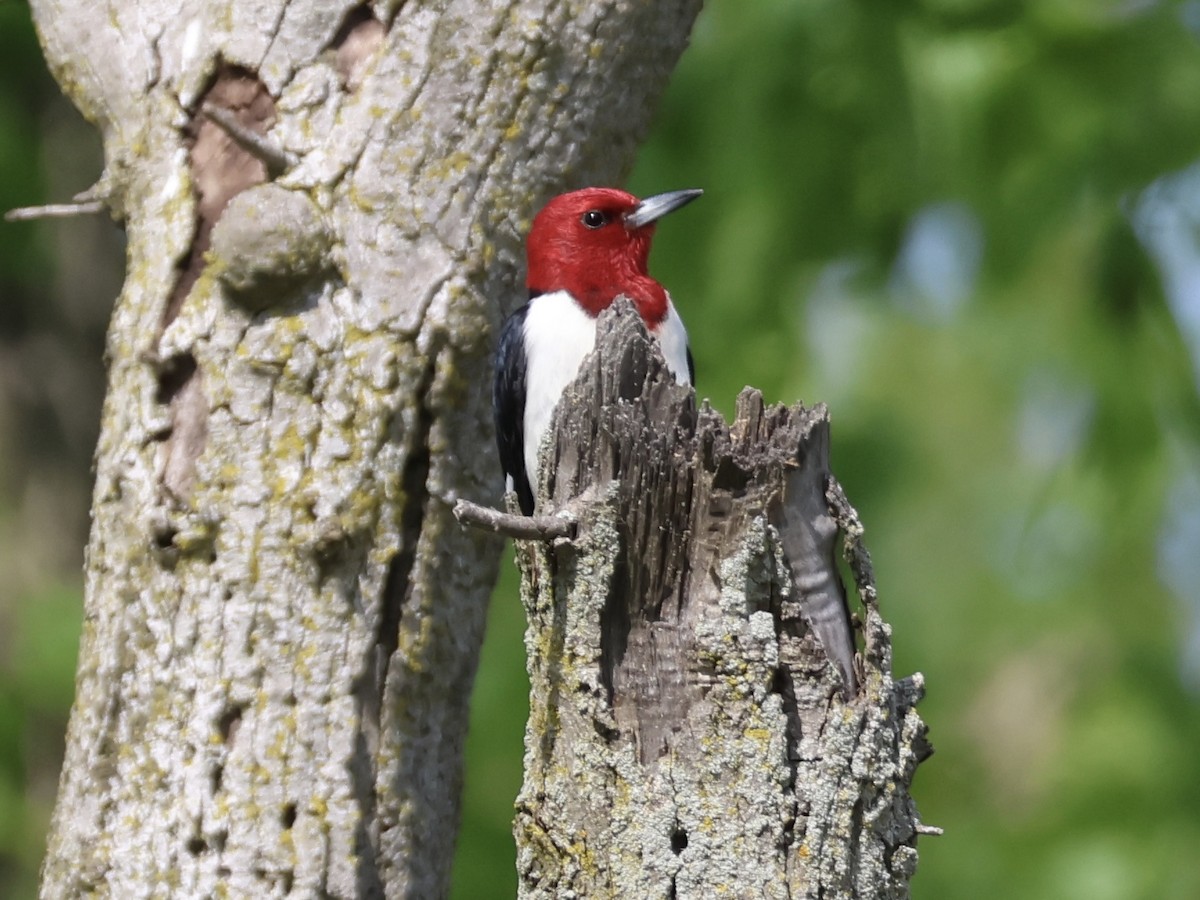 Red-headed Woodpecker - Joanne Morrissey