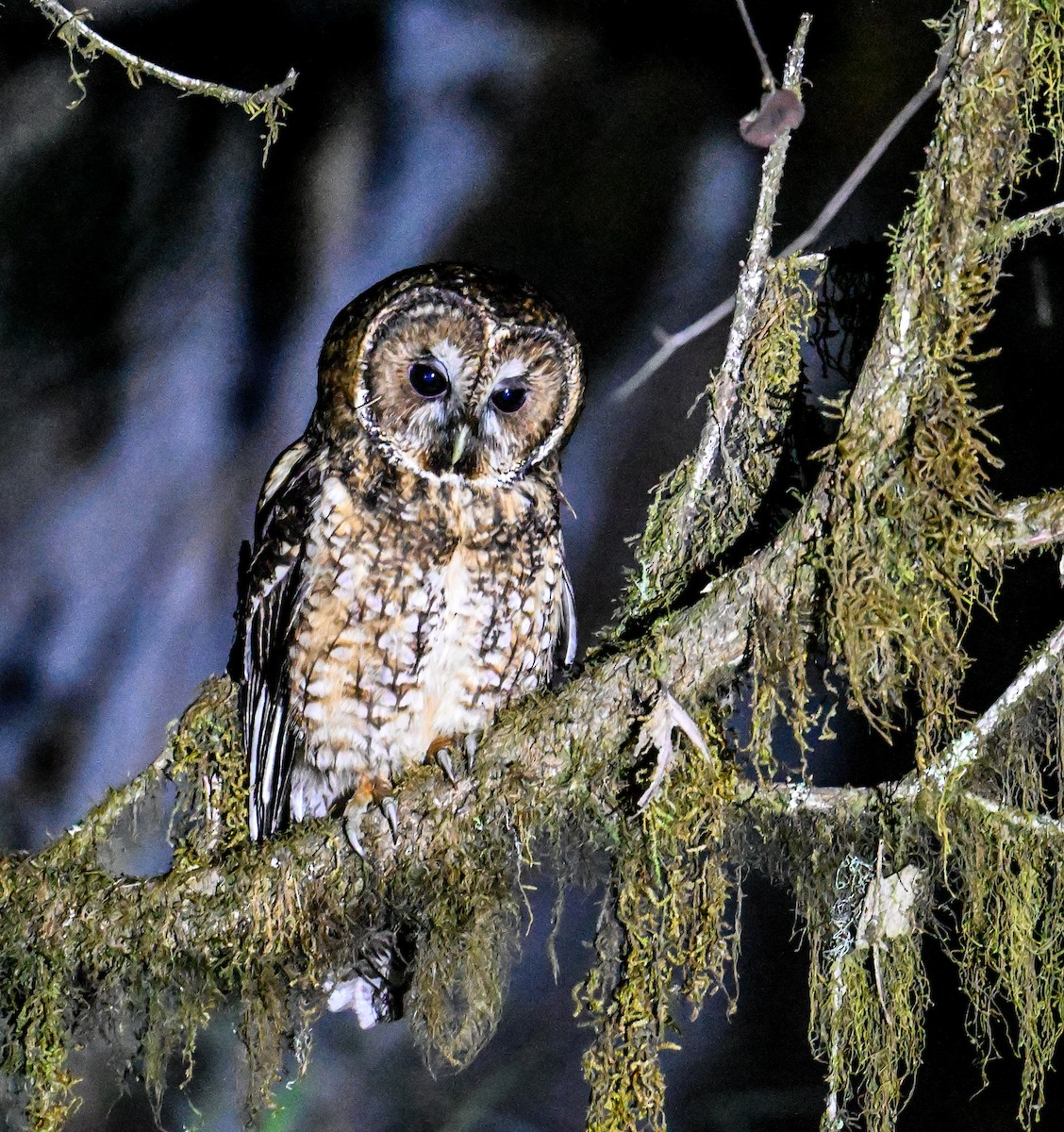 Himalayan Owl - Kalpalata  Rajan