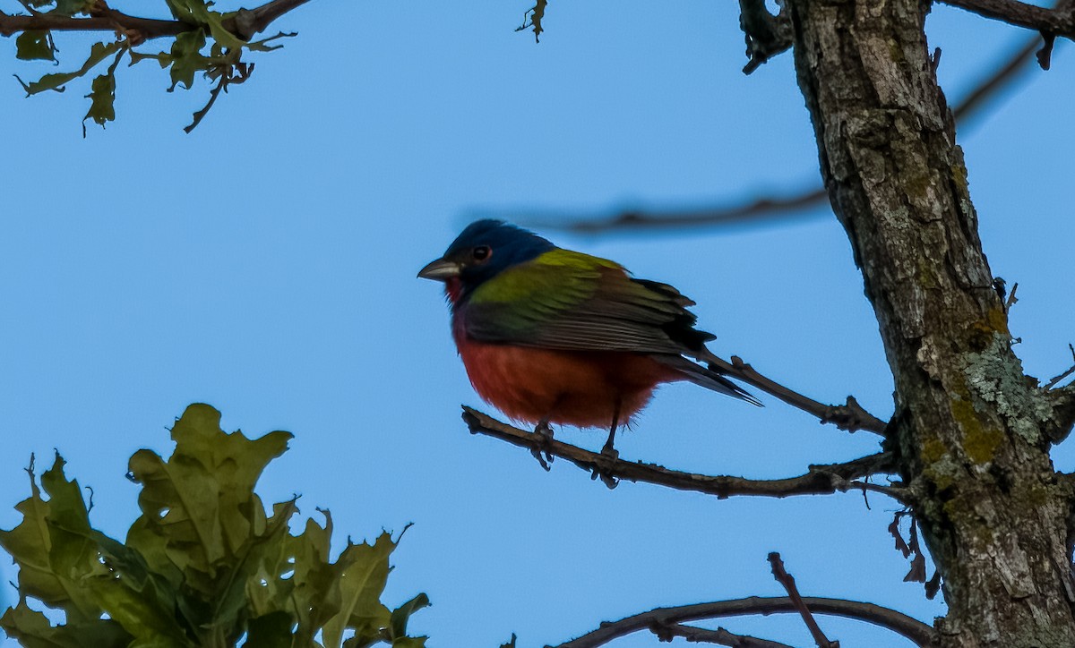 Painted Bunting - ML619058698