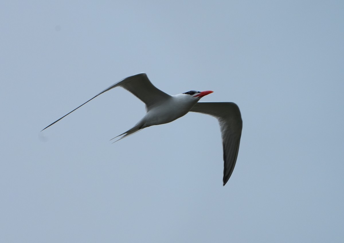 Royal Tern - Jack Maynard