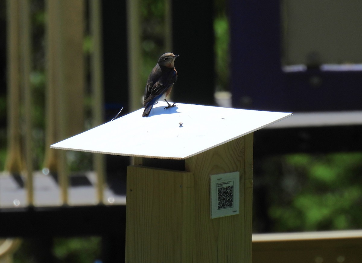 Eastern Bluebird - Corvus 𓄿