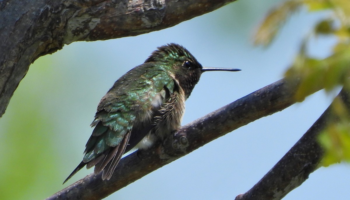 Ruby-throated Hummingbird - Bonnie Heinecke