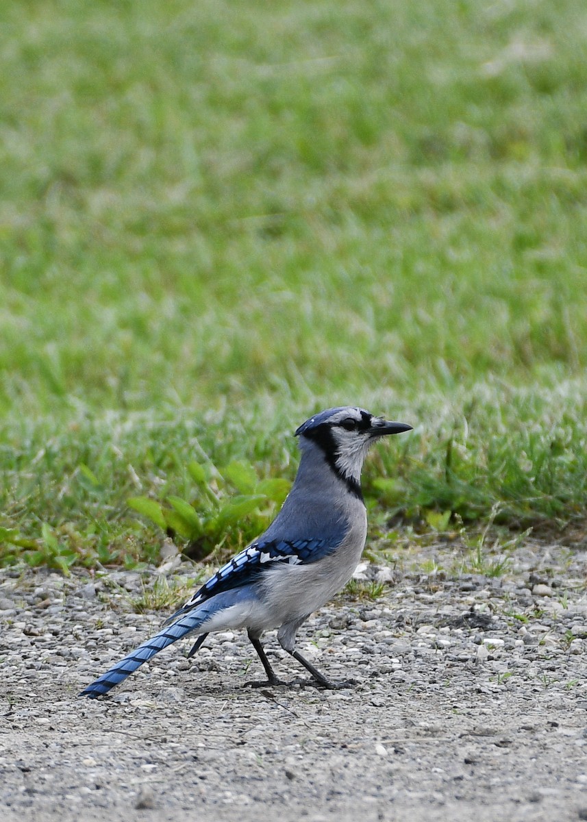 Blue Jay - ML619058715