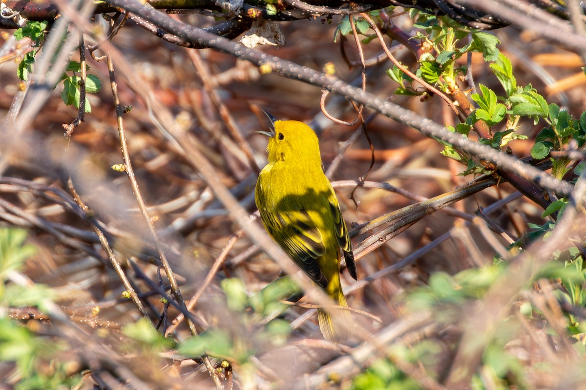 Yellow Warbler - David Bergstrom