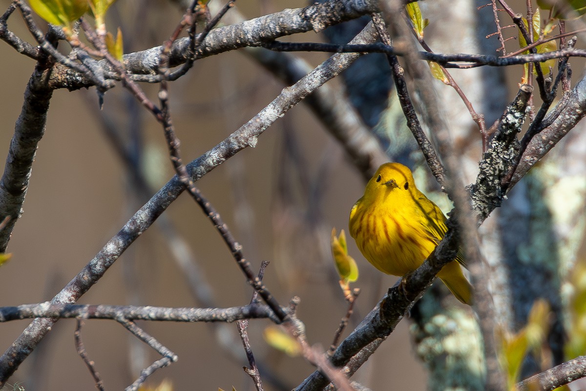 Yellow Warbler - David Bergstrom