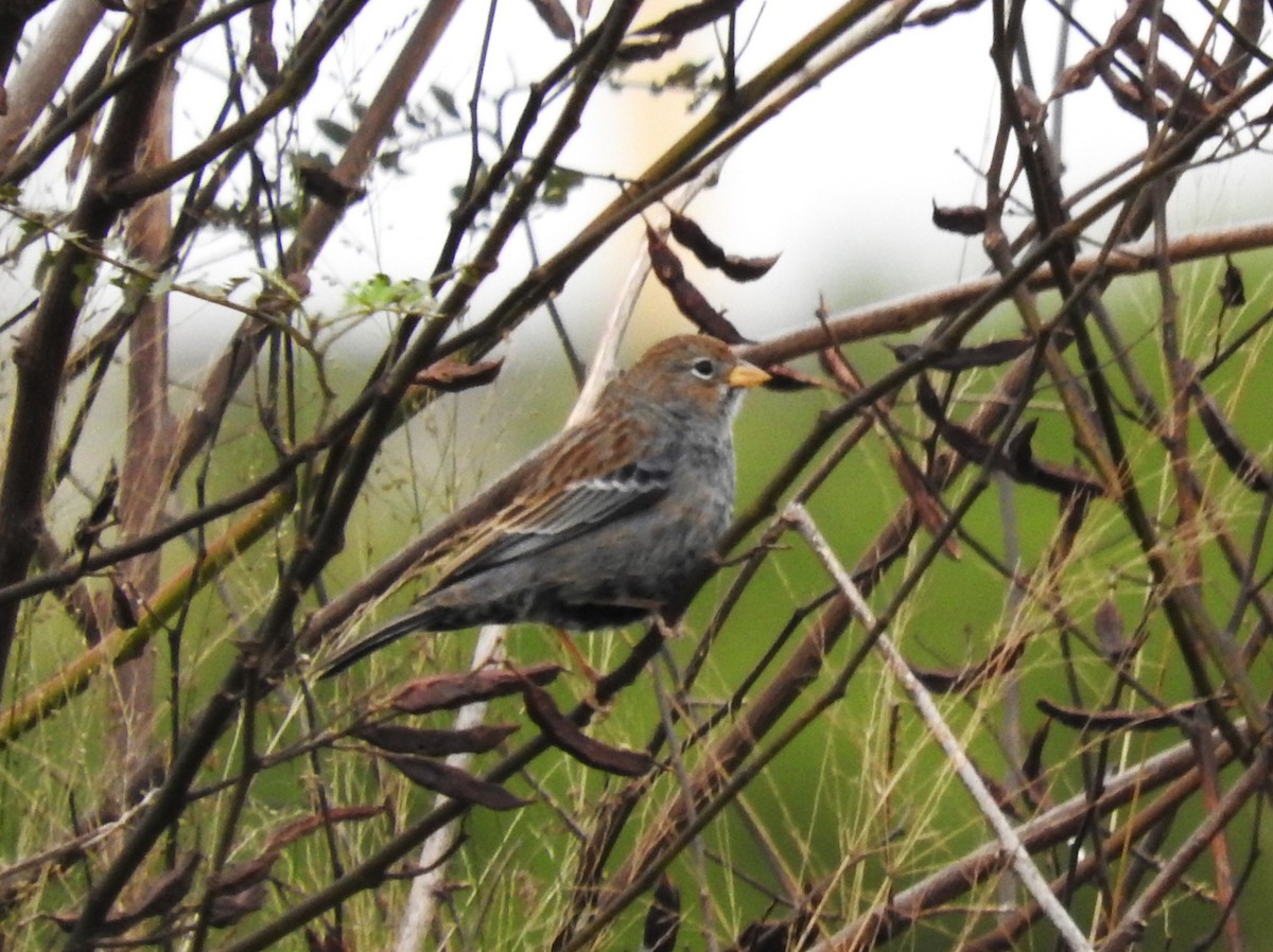 Carbonated Sierra Finch - Cintya Cavilla