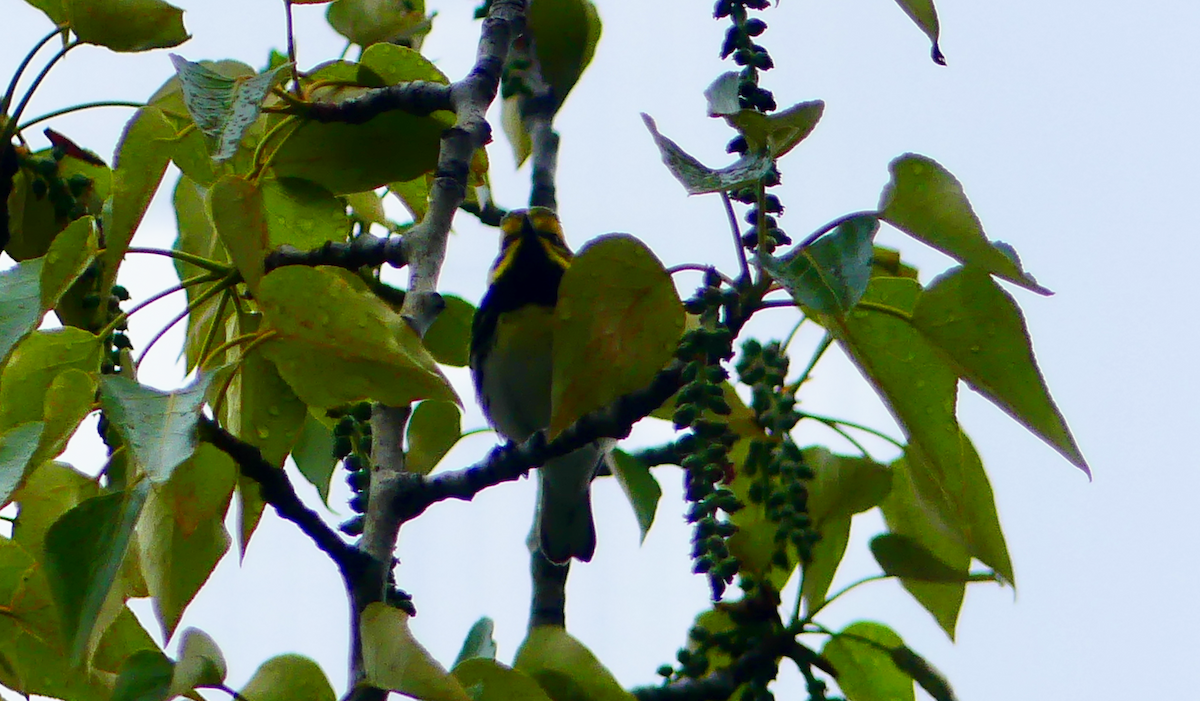 Black-throated Green Warbler - N Jones