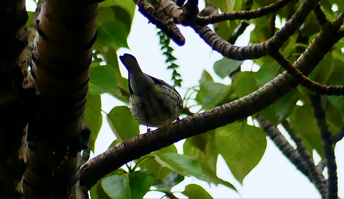 Black-throated Green Warbler - N Jones