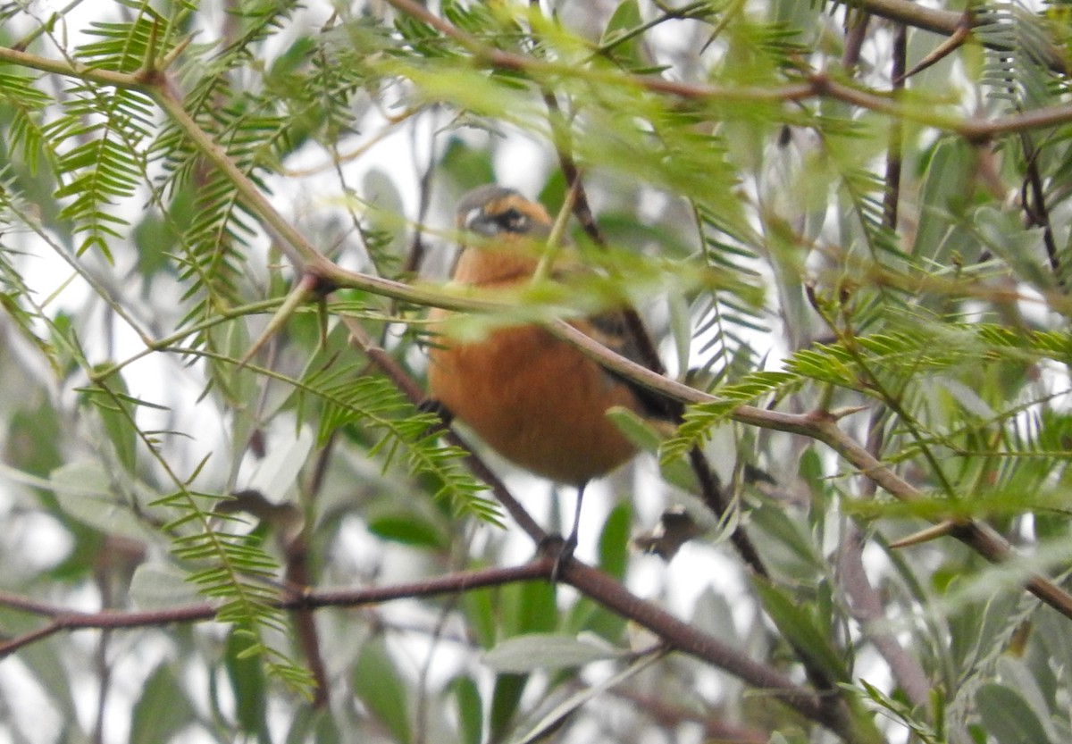 Cinnamon Warbling Finch - ML619058749