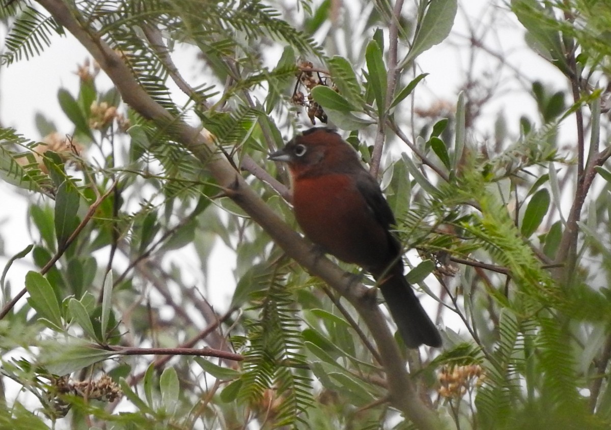 Red-crested Finch - Cintya Cavilla