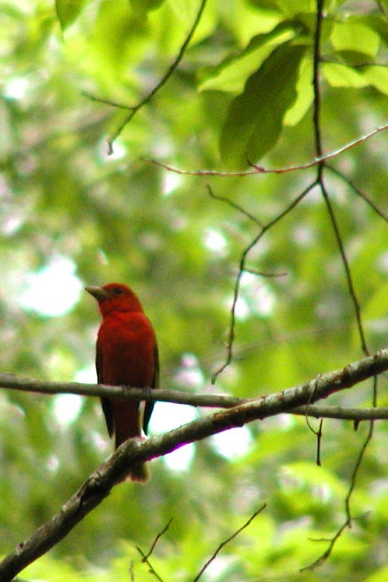 Summer Tanager - ML619058779