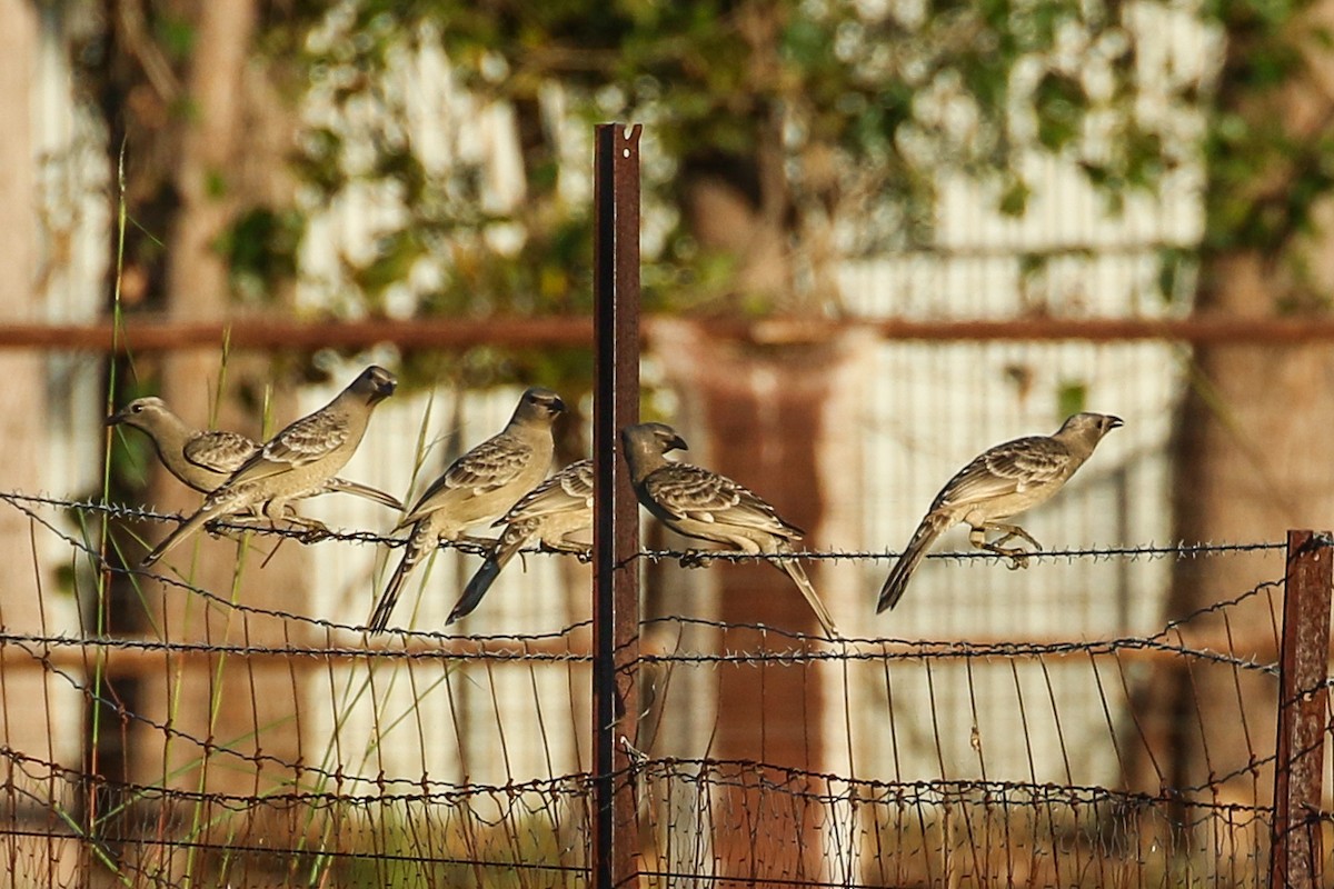 Great Bowerbird - ML619058781