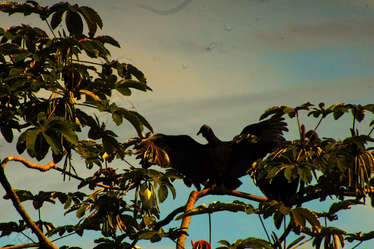 Black Vulture - Fredy Alexander Paez Moreno