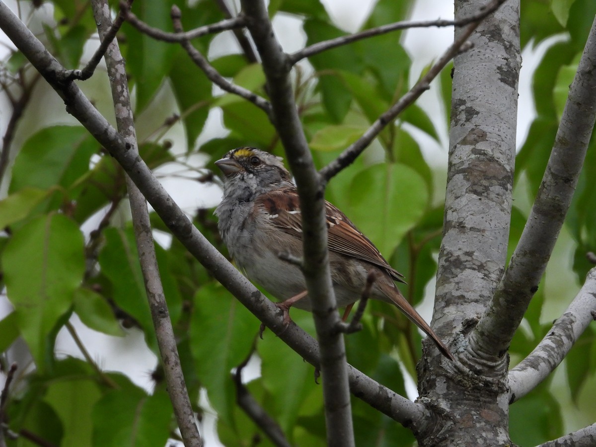 White-throated Sparrow - William Galloway