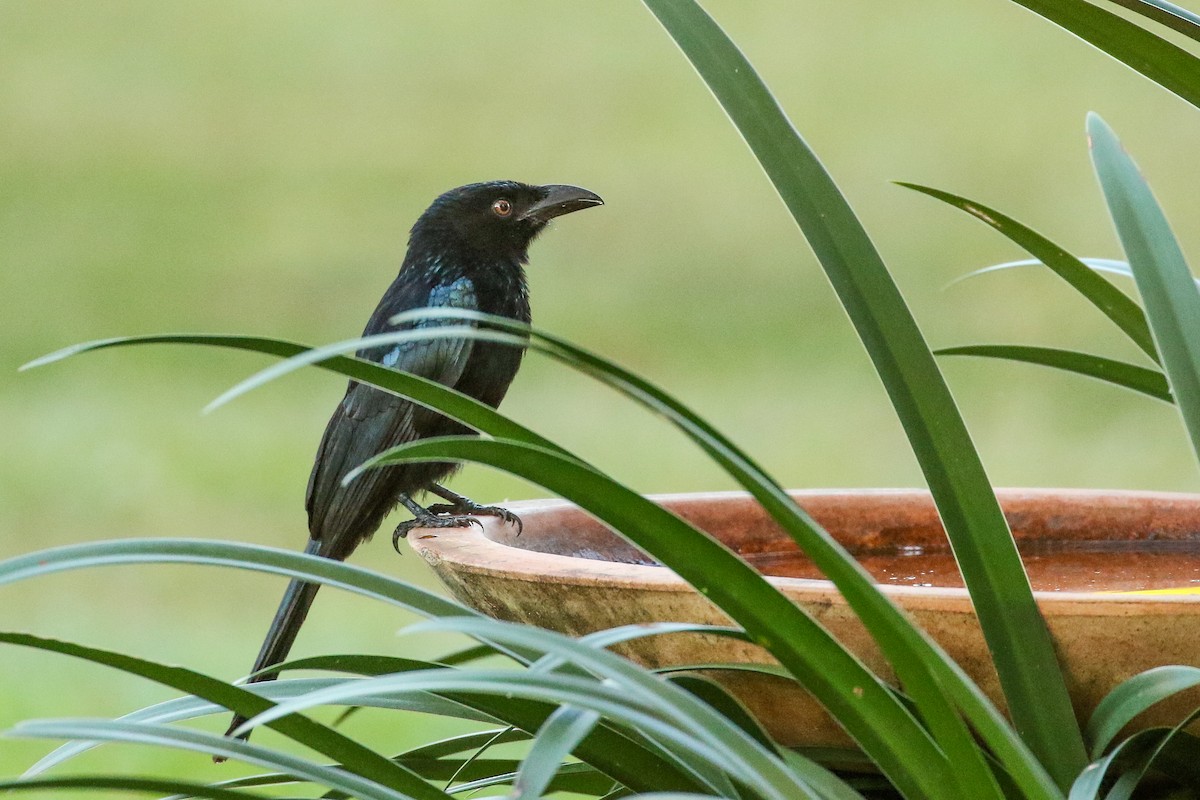 Spangled Drongo - Janis Otto