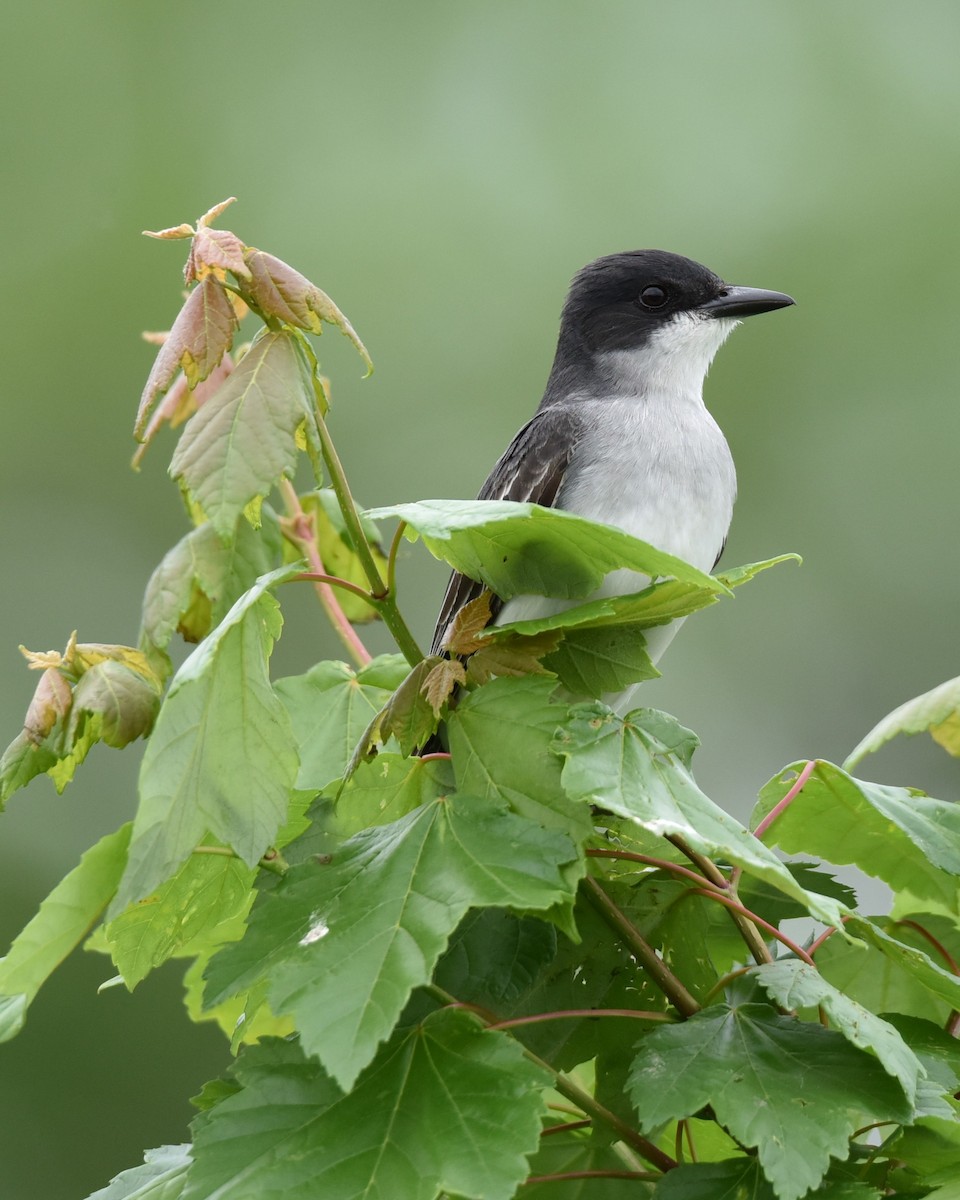 Eastern Kingbird - ML619058802