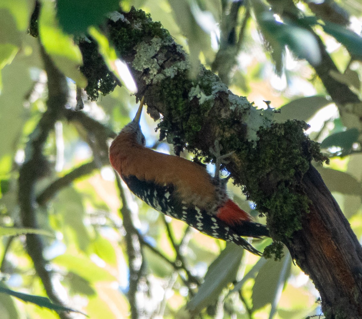 Rufous-bellied Woodpecker - David Houle