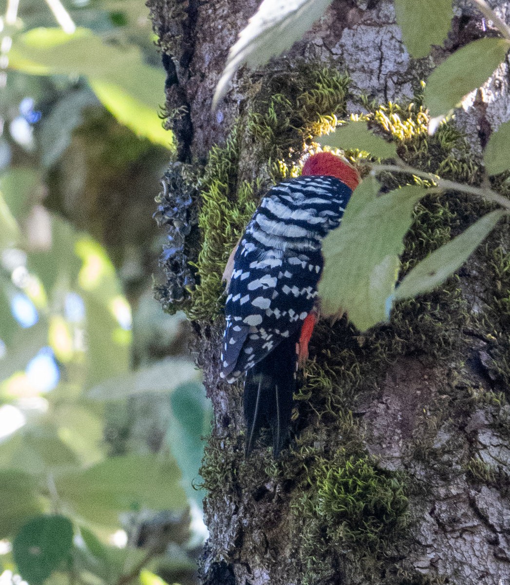 Rufous-bellied Woodpecker - David Houle