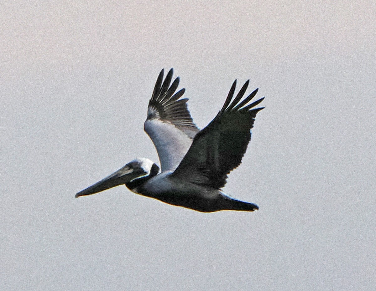pelikán hnědý - ML619058818