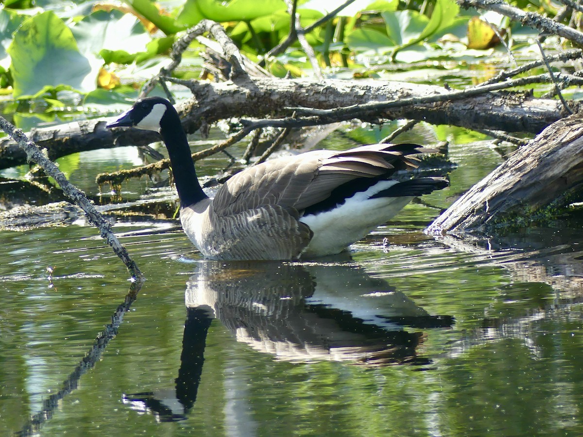 Canada Goose - Philip Dickinson