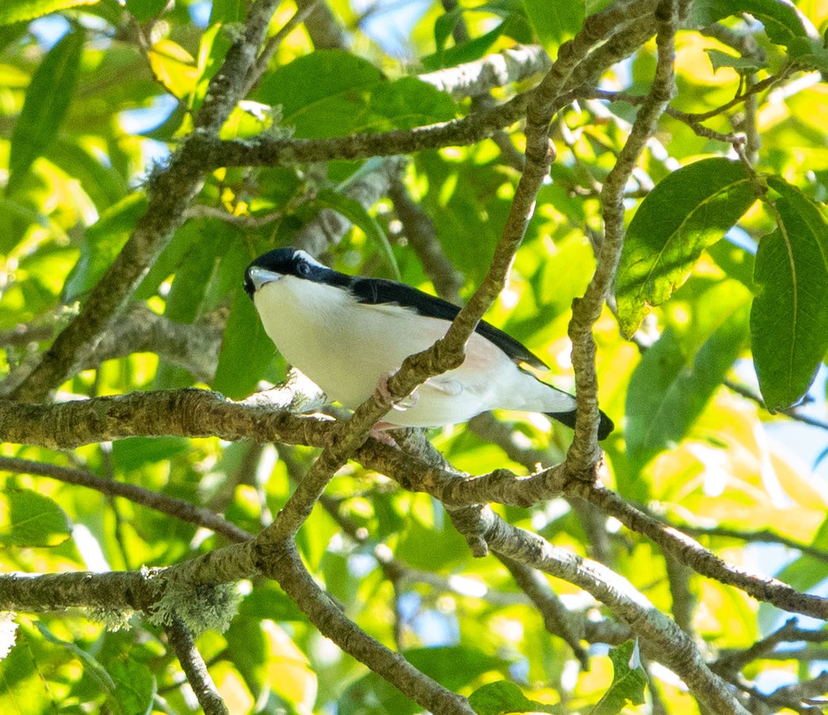 White-browed Shrike-Babbler (Himalayan) - David Houle