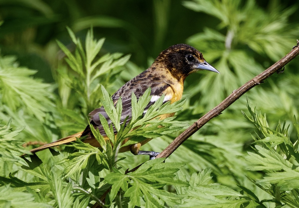 Baltimore Oriole - ML619058830