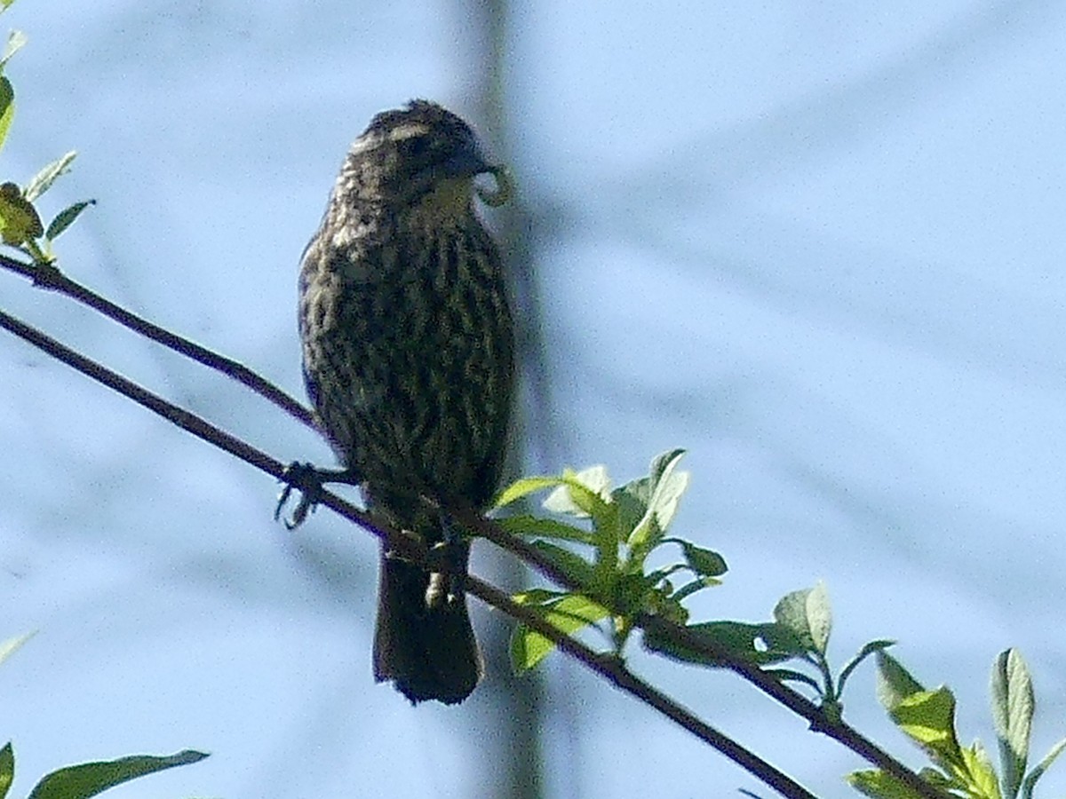 Red-winged Blackbird - Philip Dickinson