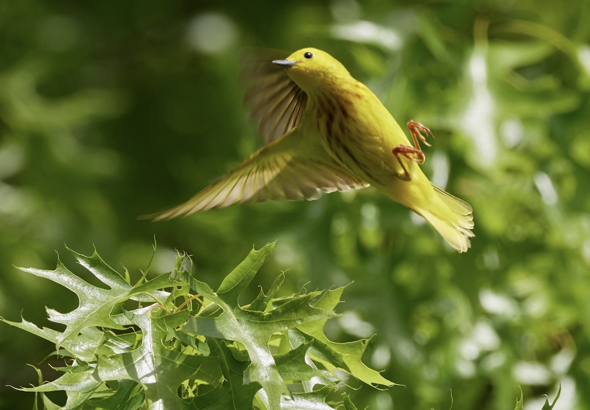 Yellow Warbler (Northern) - terry VP