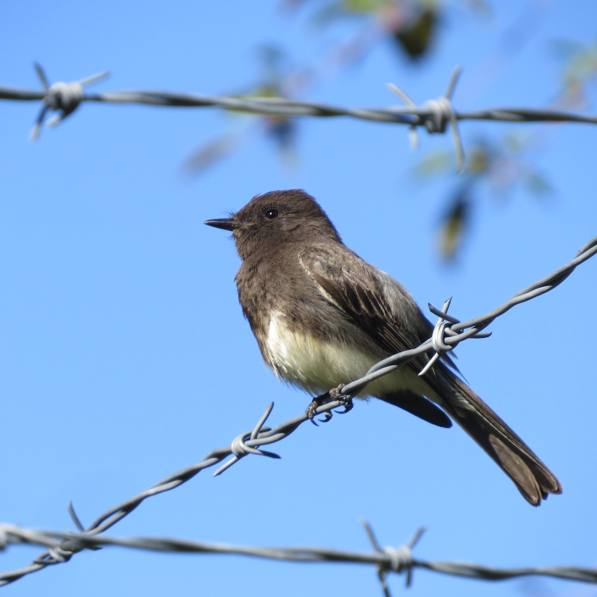 Black Phoebe - ML619058872