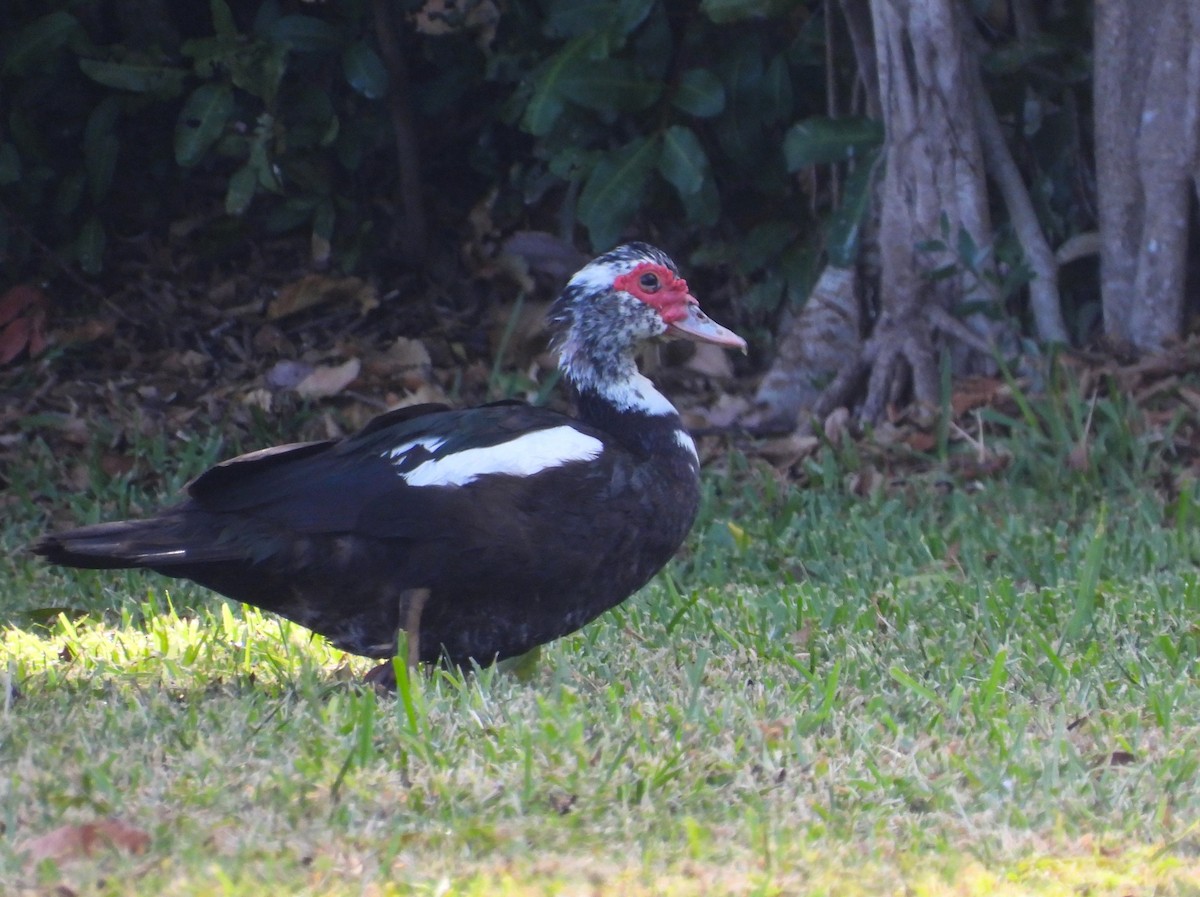 Muscovy Duck (Domestic type) - Michael W. Sack