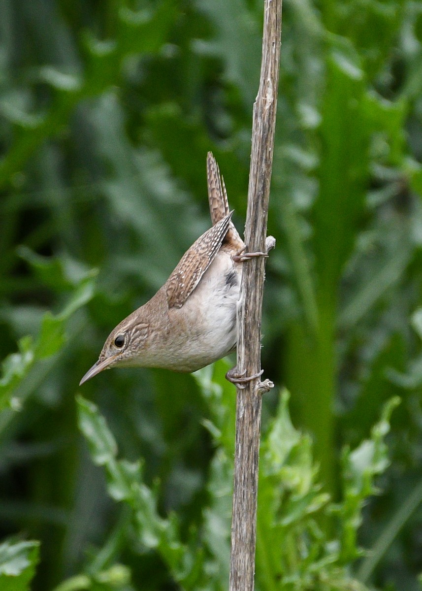 Northern House Wren - ML619058891