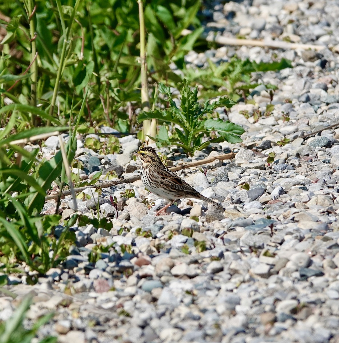 Savannah Sparrow - ML619058894