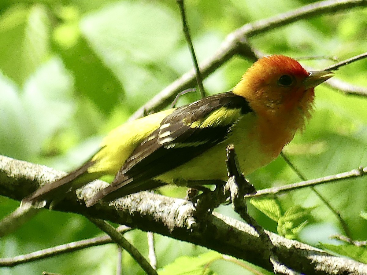 Western Tanager - Philip Dickinson
