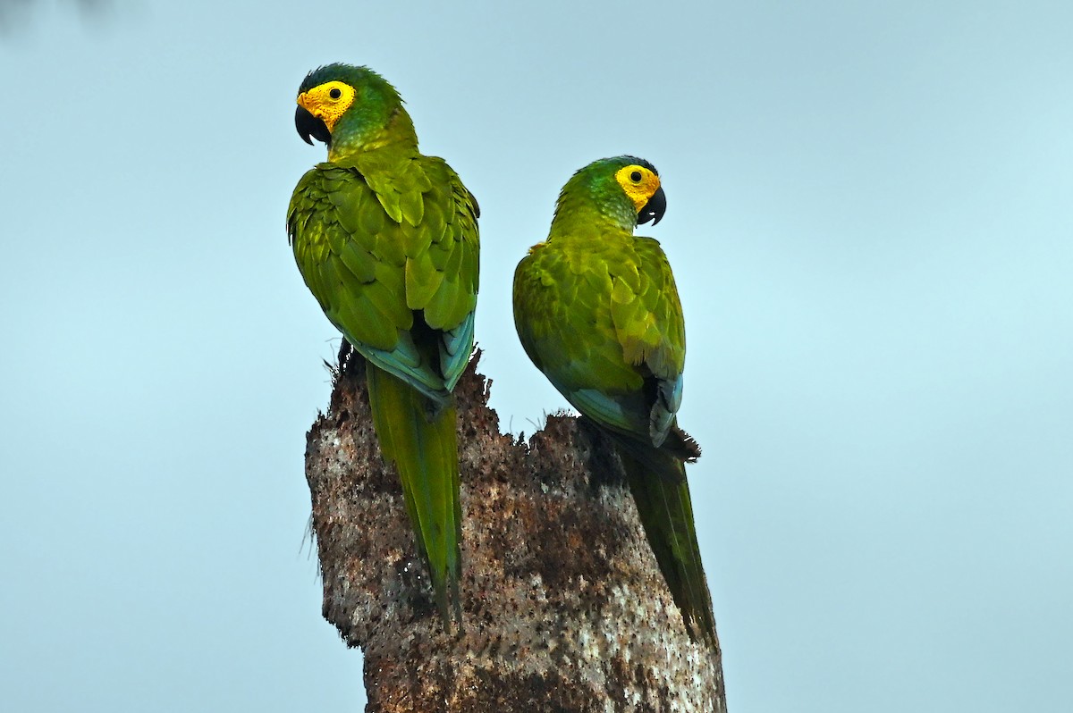 Red-bellied Macaw - Paulo Sergio  Goncalves da Costa