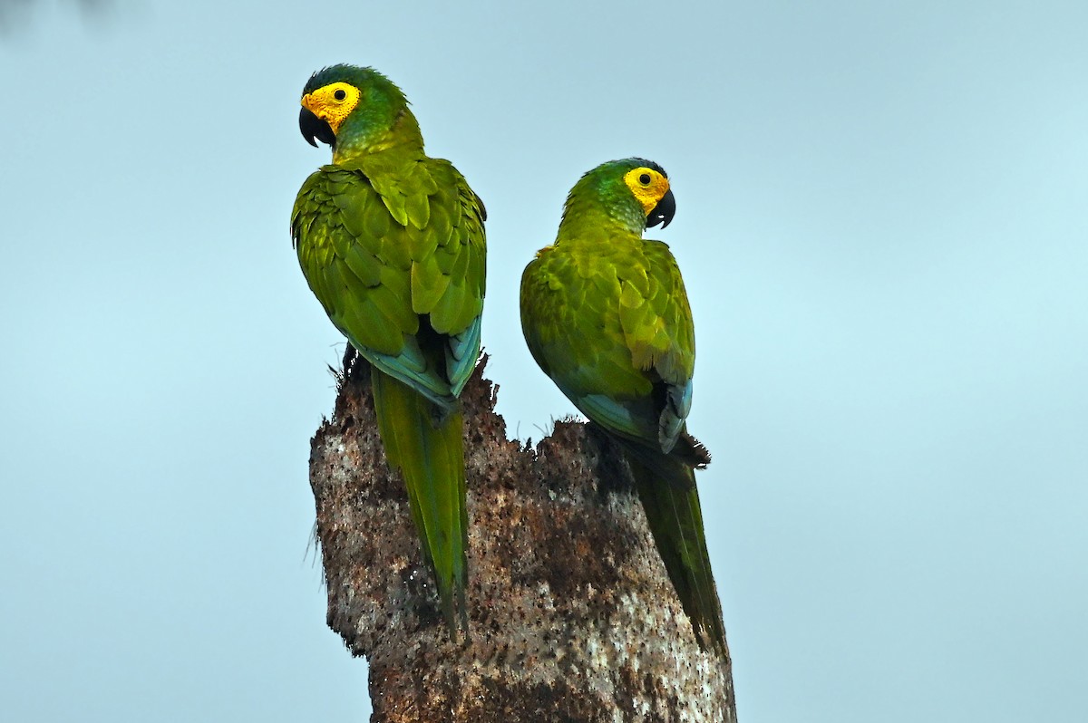 Red-bellied Macaw - ML619058918