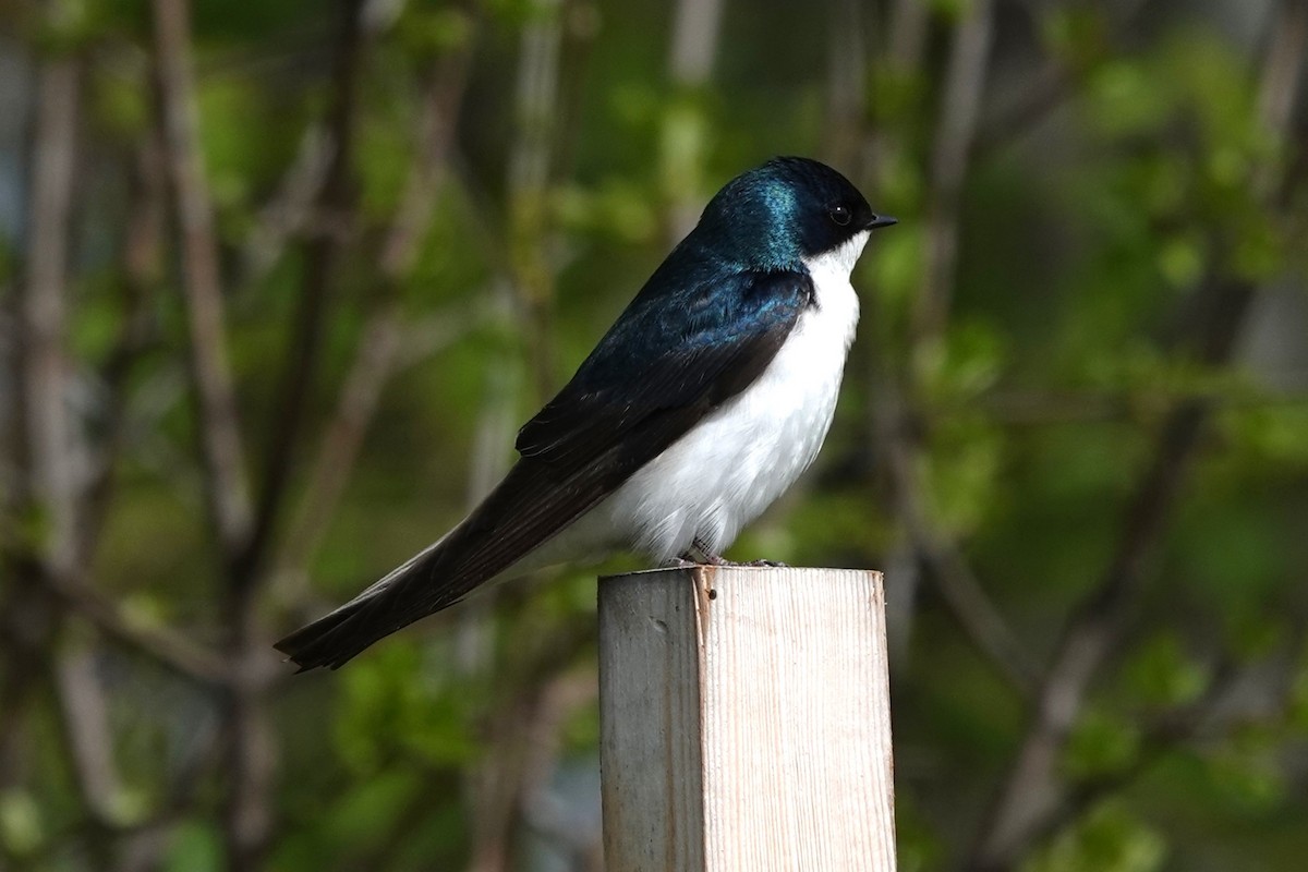 Tree Swallow - Daniel Ouellette