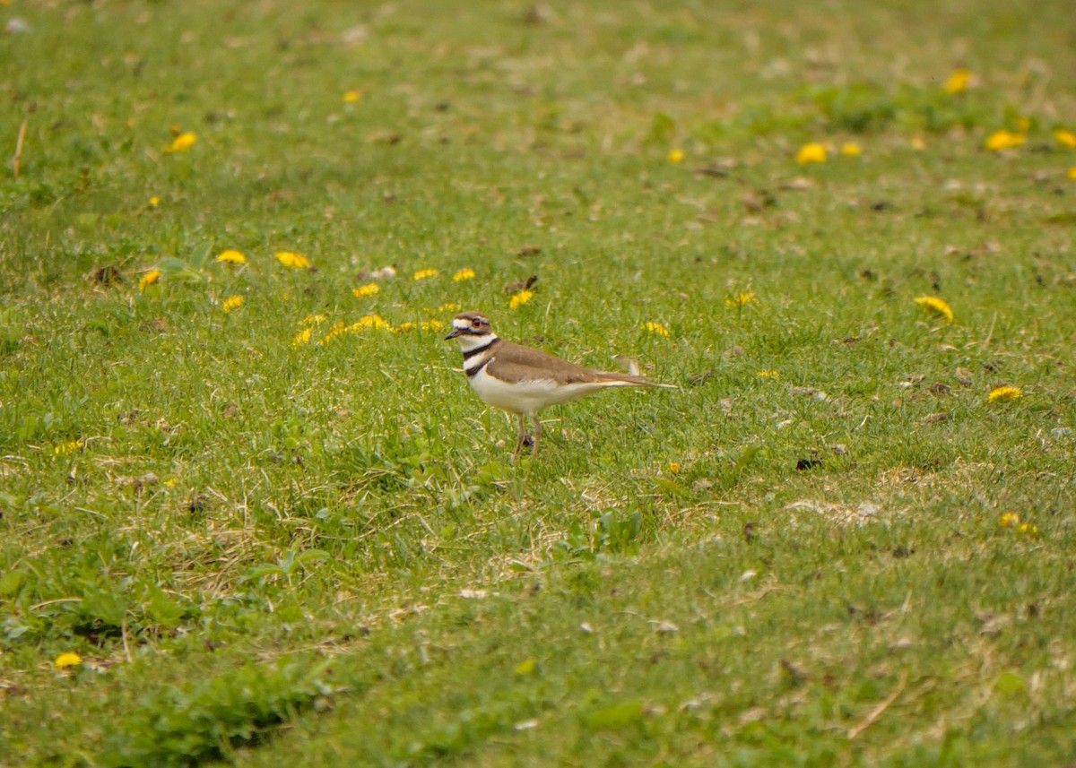 Killdeer - Larry Joseph