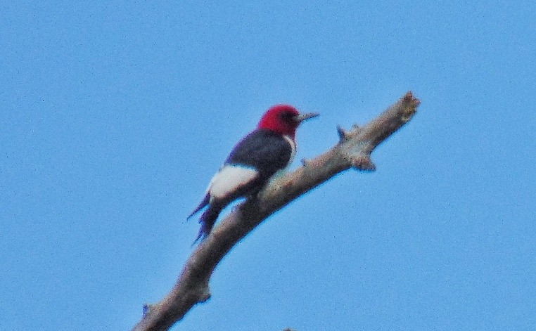 Red-headed Woodpecker - J.D. Flores
