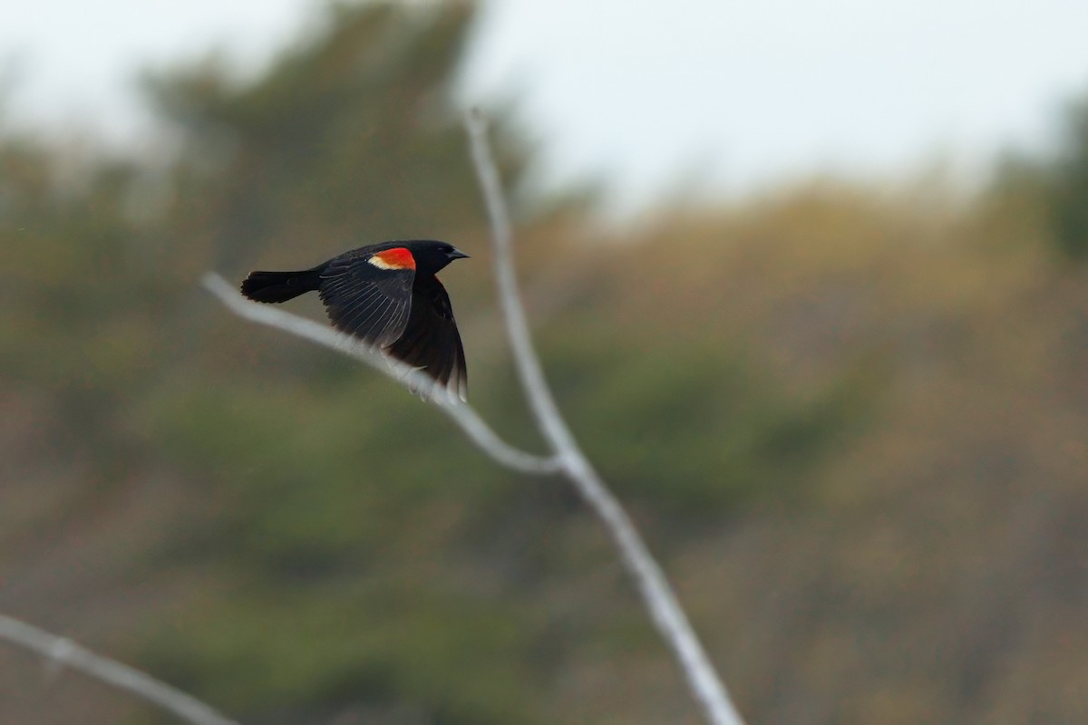 Red-winged Blackbird - ML619058964