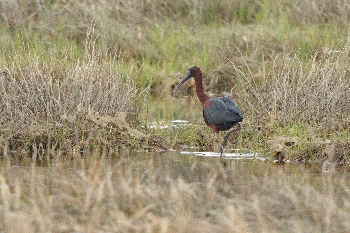 Glossy Ibis - ML619058977