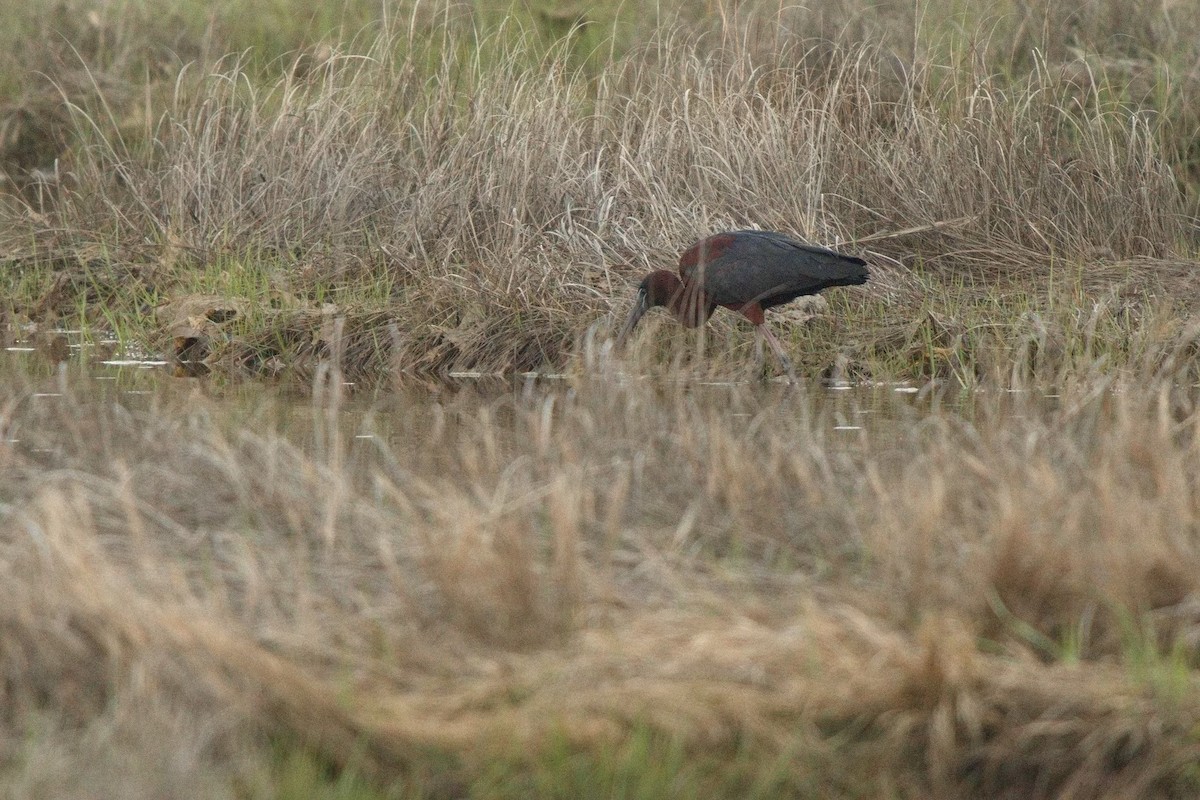 Glossy Ibis - ML619058978