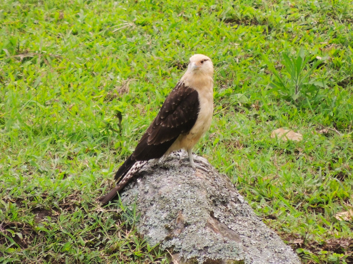 Caracara à tête jaune - ML619059009