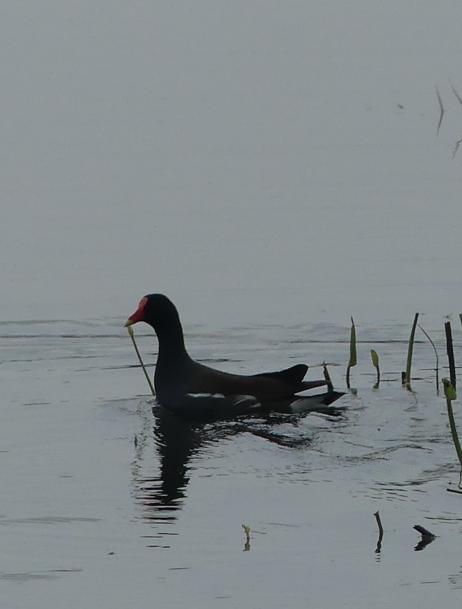 Common Gallinule - ML619059029