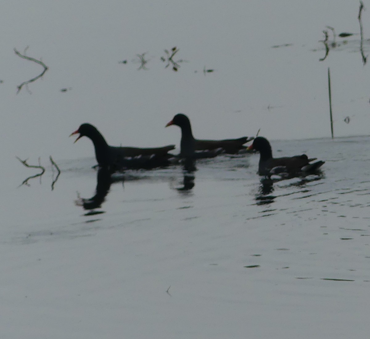 Common Gallinule - ML619059030