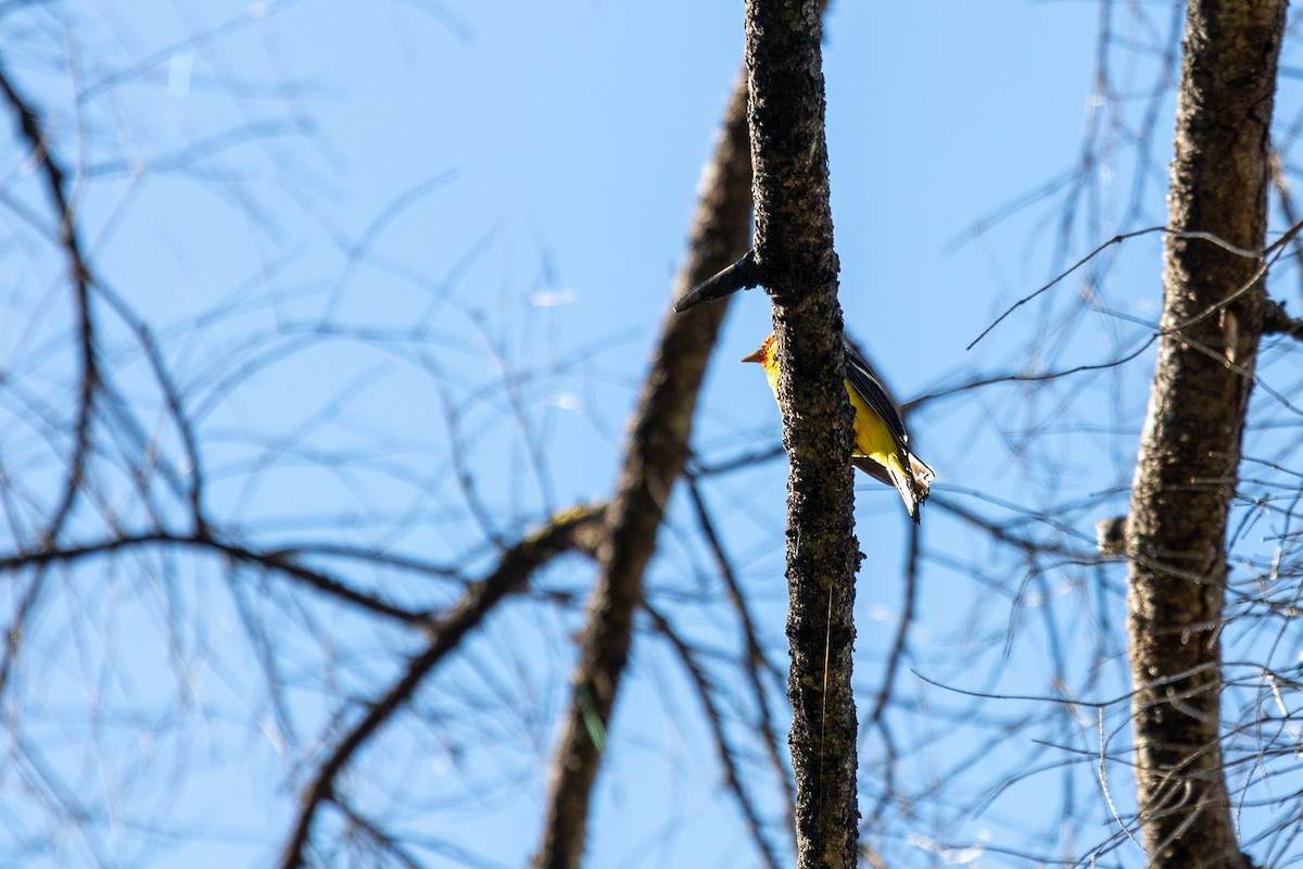 Western Tanager - Aquiles Brinco